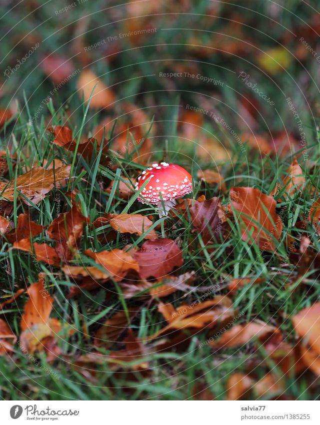 almost overlooked... Environment Nature Animal Earth Autumn Grass Leaf Mushroom Amanita mushroom Meadow Field Stand Growth Small Natural Brown Green Red
