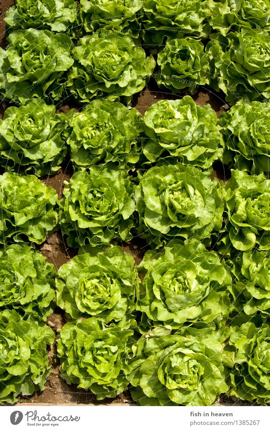 heads of lettuce Food Lettuce Salad Nutrition Organic produce Vegetarian diet Nature Plant Foliage plant Agricultural crop Field Growth Fresh Healthy Natural