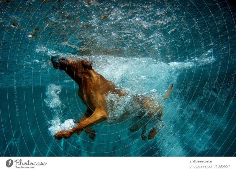 aqua gymnastics Wellness Swimming pool Swimming & Bathing Summer Sports Fitness Sports Training Aquatics Dive Animal Pet Dog 1 Cold Wet Blue Brown Joy