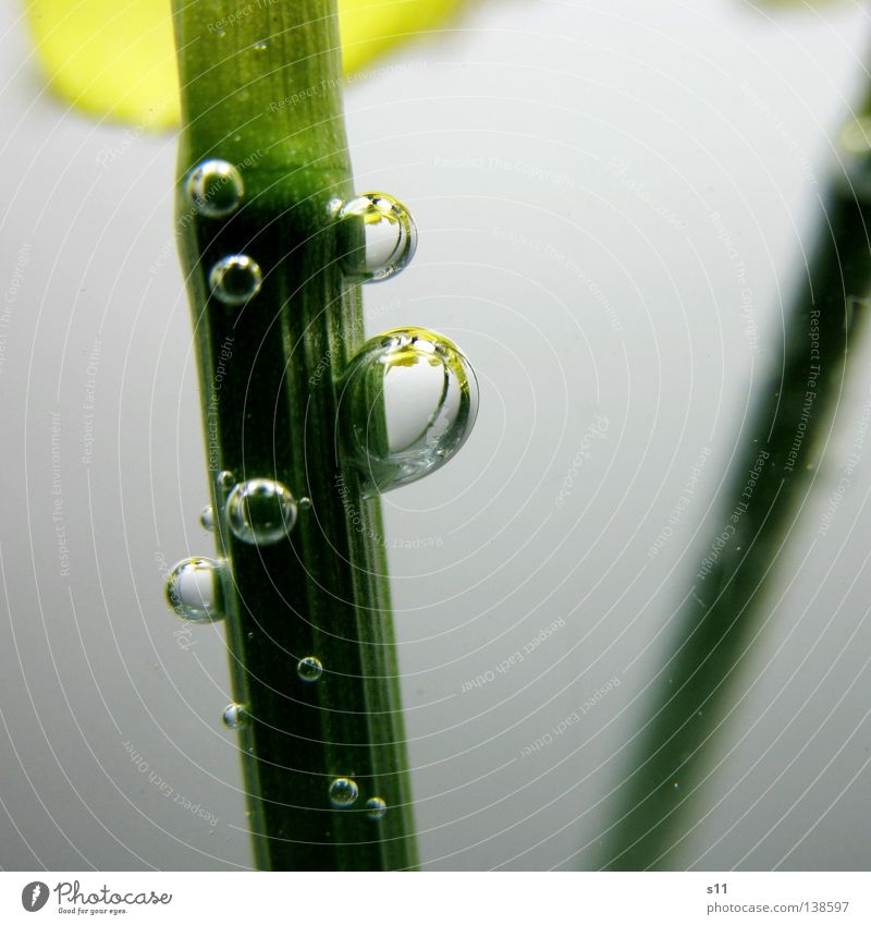 In the vase Narcissus Wild daffodil Spring Wet Fluid Transparent Green Yellow Air bubble Regulate Mirror Light Flower Blossom Macro (Extreme close-up) Close-up