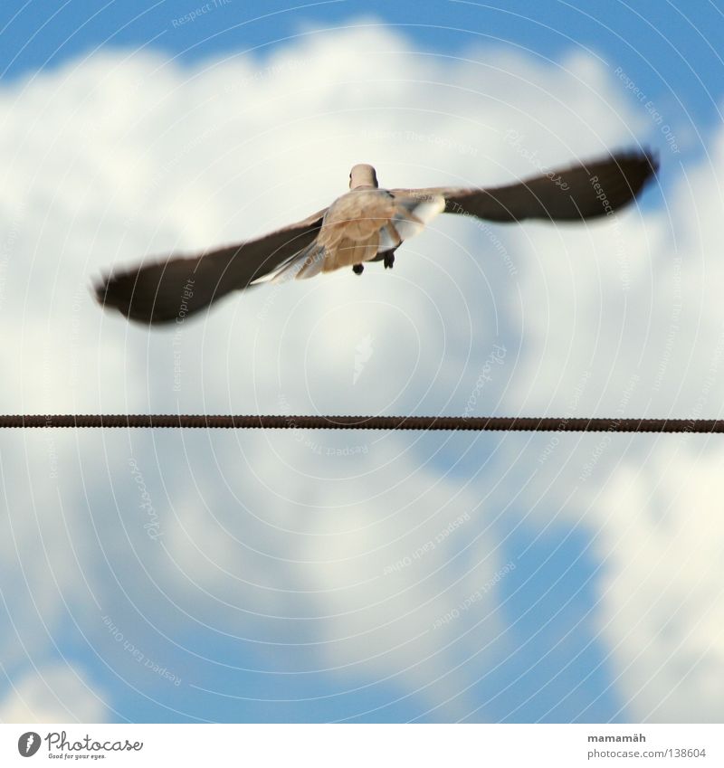 The dove on the tightrope! Part 2 Colour photo Exterior shot Day Motion blur Rope Air Sky Clouds Beautiful weather Animal Bird Pigeon Wing Flying Infinity Beak