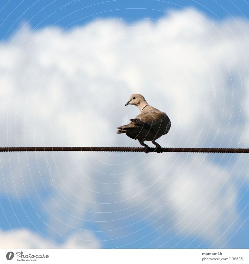 The dove on the tightrope! Part 1 Colour photo Exterior shot Day Profile Rope Air Sky Clouds Animal Bird Pigeon Wing Think To hold on Sit Wait Beak Wire cable
