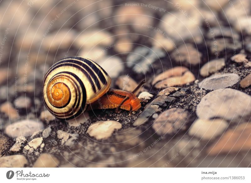 ... "I'd rather stay single" Nature Animal Wild animal Snail Snail shell Mollusk 1 Running Slimy Loneliness Living or residing Single Diminutive Snail slime