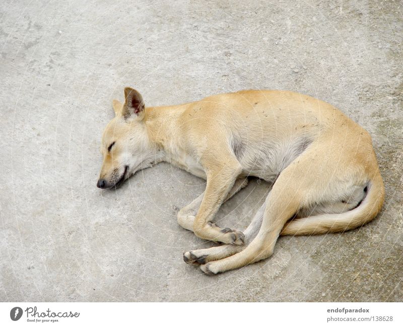 dog Sleep Siesta Doze Break Withdraw Dog Animal Pet Crossbreed Shabby Derelict Dirty Concrete White Gray Asia Mammal Boredom Peace lazy Lie Fatigue Comfortable