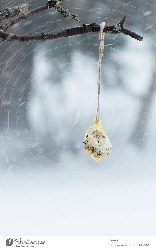 The feed is ready Winter Bad weather Snow Snowfall titmice dumplings Feed Birdseed Cold range of food Gale Hang Provision Feeding food supply Food Colour photo