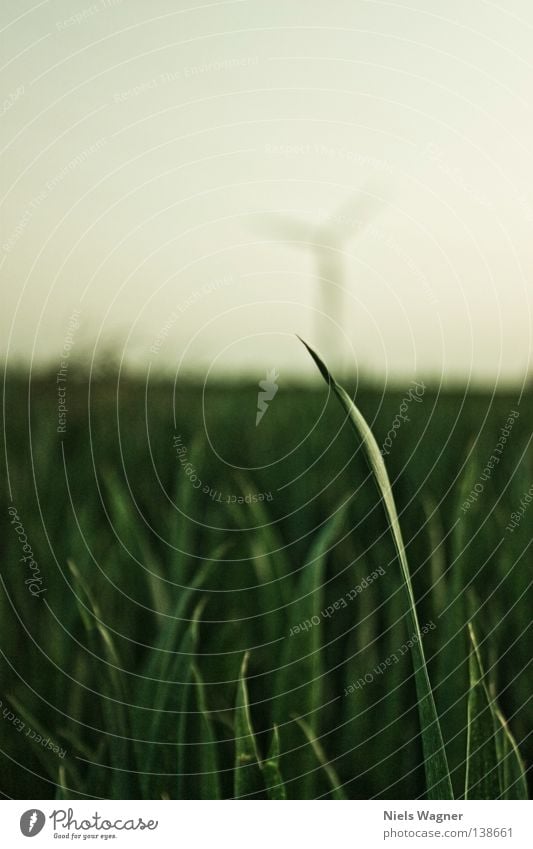 blade of grass Blade of grass Meadow Green Grass Field Blur Summer Wind energy plant Sky