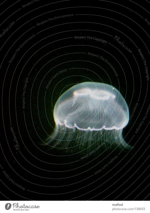 fiat lux Jellyfish Hover Ocean White Black Dark aurelia aurita medusa nettle threads Water phosphorescent Illuminate Aphotic Isolated Image Dark background