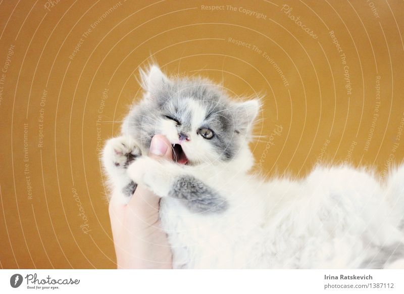 kitten Animal Pet Cat Animal face Paw 1 Baby animal Friendliness Happiness Happy New Cute Smart Crazy Beautiful Emotions Moody Colour photo Studio shot Deserted