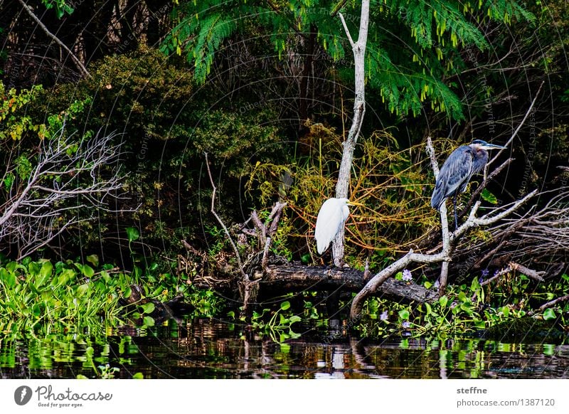 Around the World: Bayou Vacation & Travel Tourism Nature Bird Discover around the world Travel photography Heron Rich pasture USA Louisiana New Orleans