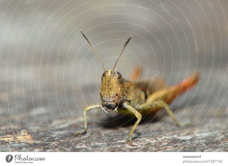 grashopper Animal Wild animal Locust 1 Crouch Sit Brash Curiosity Brown Green chrysochraon dispar Compound eye Locusts large golden cricket Colour photo