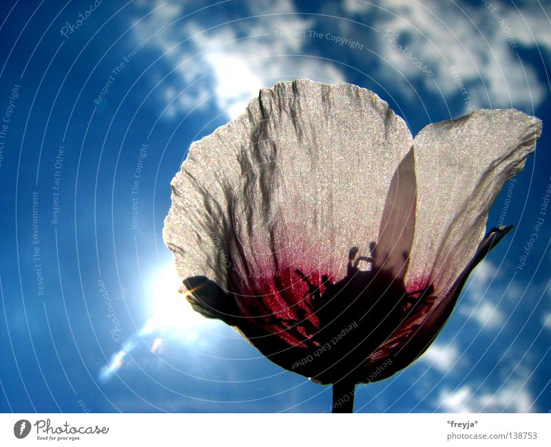 opium Opium poppy Poppy Flower Healthy papaver somniferum linné Sun Blue Shadow chandu Offion aphim poust
