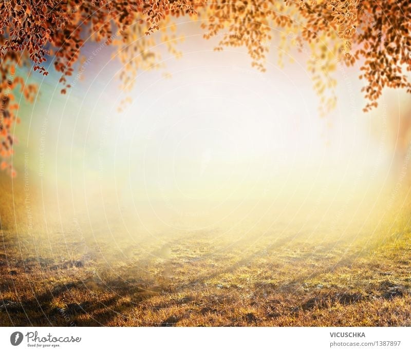Bức ảnh nền thiên nhiên mùa thu sẽ mang đến cho bạn một khoảng không gian lung linh ấm áp hơn. Với tông màu rực rõ của lá vàng và cam, và tất cả các loại hoa lá của mùa thu ở khắp nơi, hình ảnh này sẽ giúp cho buổi thuyết trình của bạn trở nên sống động và tràn đầy sức sống.