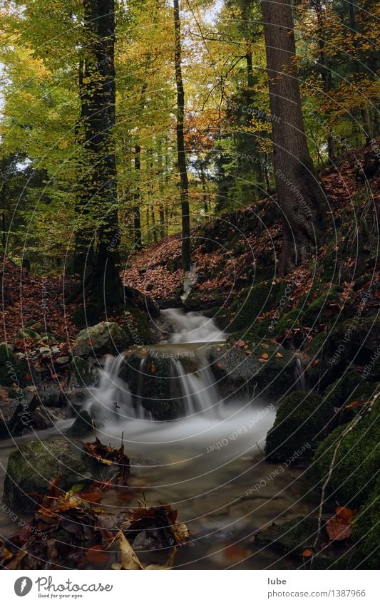 autumn forest Environment Nature Landscape Water Autumn Climate Tree Forest Brook Waterfall Moody Sadness Grief Automn wood Leaf Forest of Bregenz