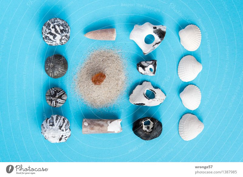 Floating flotsam and jetsam IV Coast Stone Sand Old Maritime Blue Brown Black White Still Life Mussel Mussel shell Fossil Sea urchin Amber Discovery
