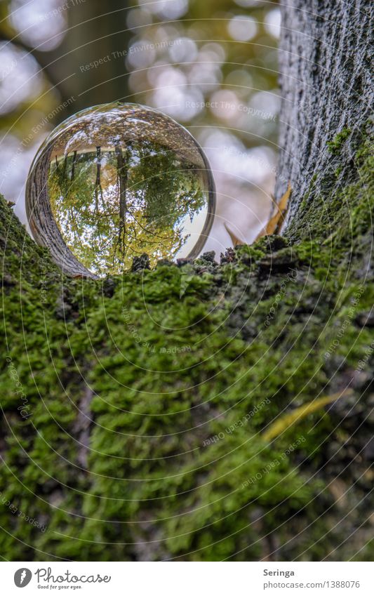 View through the sphere 6 Environment Nature Landscape Plant Animal Autumn Garden Park Meadow Field Forest Magnifying glass Glass Glittering Illuminate Looking