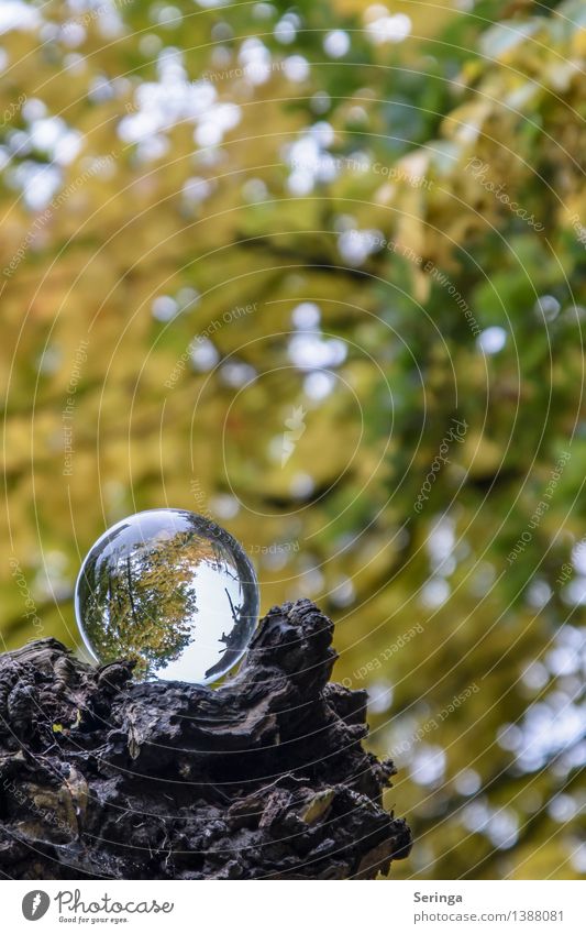 View through the ball 2 Vacation & Travel Environment Nature Landscape Plant Animal Horizon Autumn Tree Garden Park Forest Architecture Mirror Magnifying glass