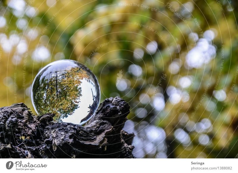 View through the sphere 3 Environment Nature Landscape Plant Animal Autumn Tree Garden Park Meadow Forest Magnifying glass Glass Discover Illuminate Fantastic