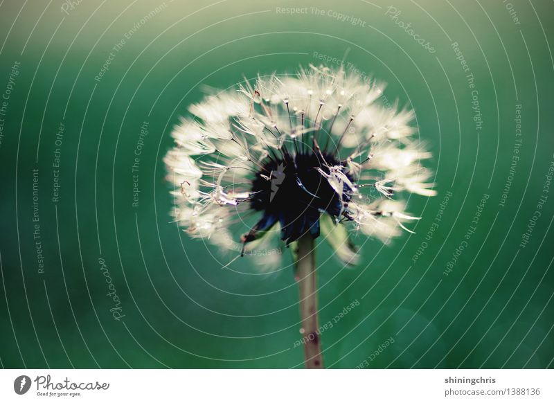 on a stick. Nature Plant Drops of water Autumn Flower Dandelion Blossoming Stand Green White Calm Happy Hope Transience Subdued colour Exterior shot Close-up