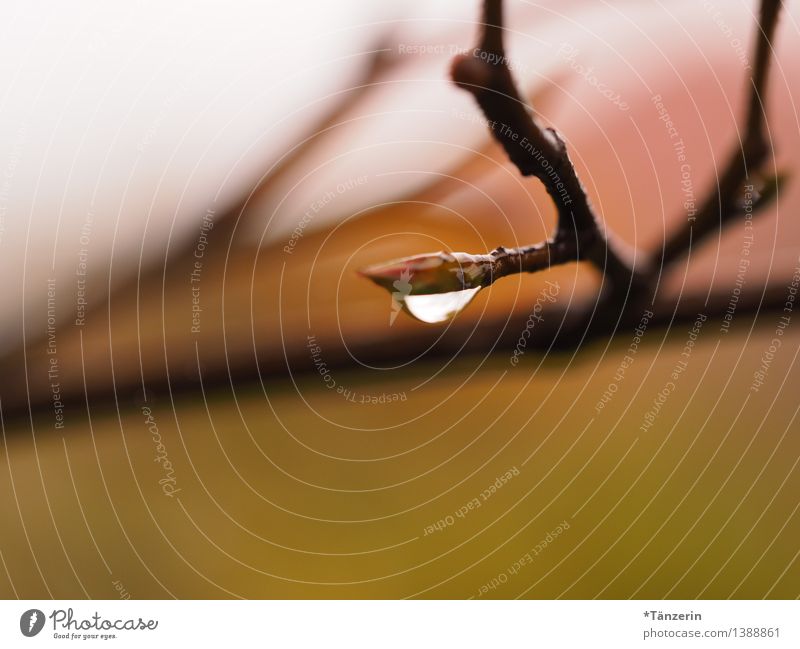 Raindrop III Environment Nature Plant Elements Drops of water Autumn Bad weather Tree Twigs and branches Garden Park Esthetic Fresh Wet Natural Beautiful Brown
