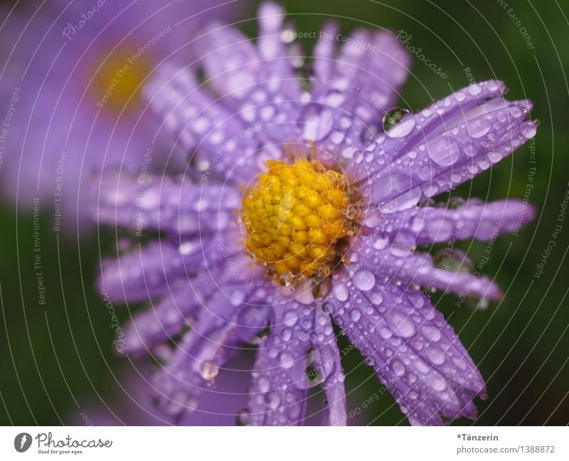 Autumn weather I Nature Plant Elements Water Drops of water Weather Bad weather Rain Flower Blossom Aster Garden Meadow Esthetic Fresh Wet Natural Beautiful