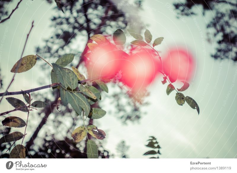 What else was in the rose hip tea? Environment Nature Autumn Plant Tree Flower Rose Leaf Garden Illuminate Crazy Trashy Red Blur Rose hip Dog rose Fruit