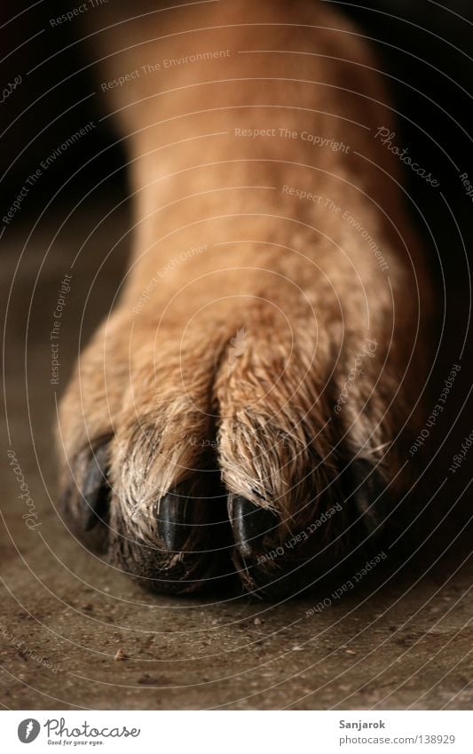 pedicure Paw Dog Wolf Claw Brown Pelt 4 Weapon Wilderness Concrete floor Stone Near Grrr Wig Macro (Extreme close-up) Close-up Mammal cat hunter cat-hater