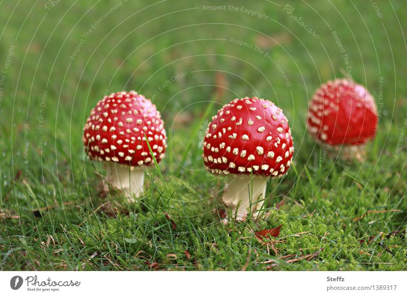 three charms Toadstools mushrooms Amanita Muscaria toxic mushrooms red mushrooms Good luck charm Cute September Early fall Autumnal Fairy tale Fabulous