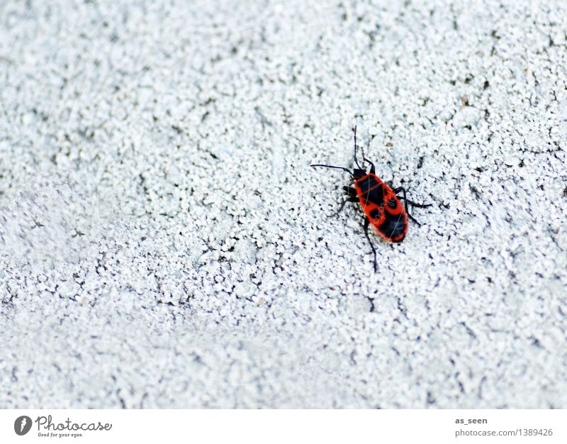 fire bug Environment Nature Animal Wall (barrier) Wall (building) Facade Beetle Insect Firebug Bug 1 Crawl Bright Small Red Black White Exotic Colour