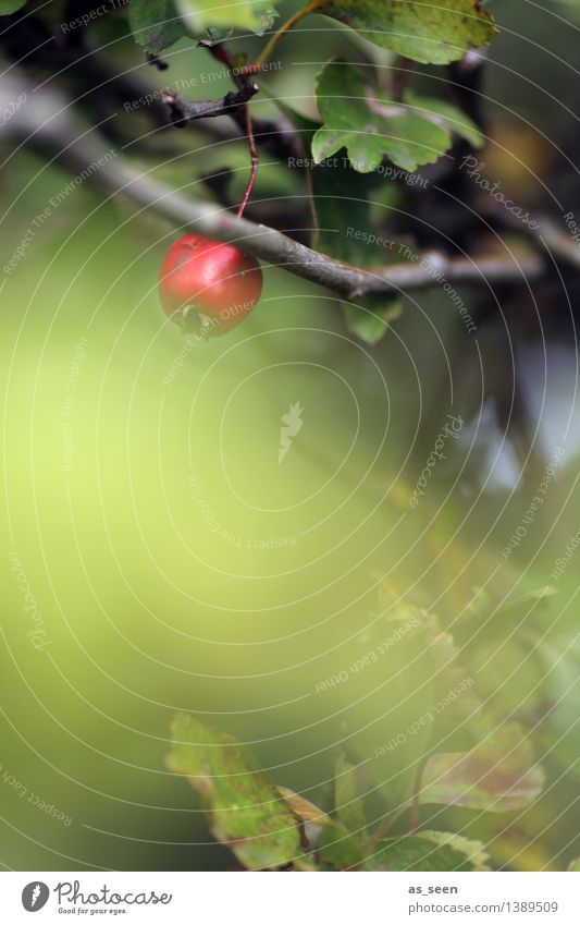 Hawthorn in autumn Wellness Harmonious Calm Environment Nature Summer Autumn Plant Bushes Leaf Berries Garden Park Fruit Hang Illuminate Authentic Simple Small