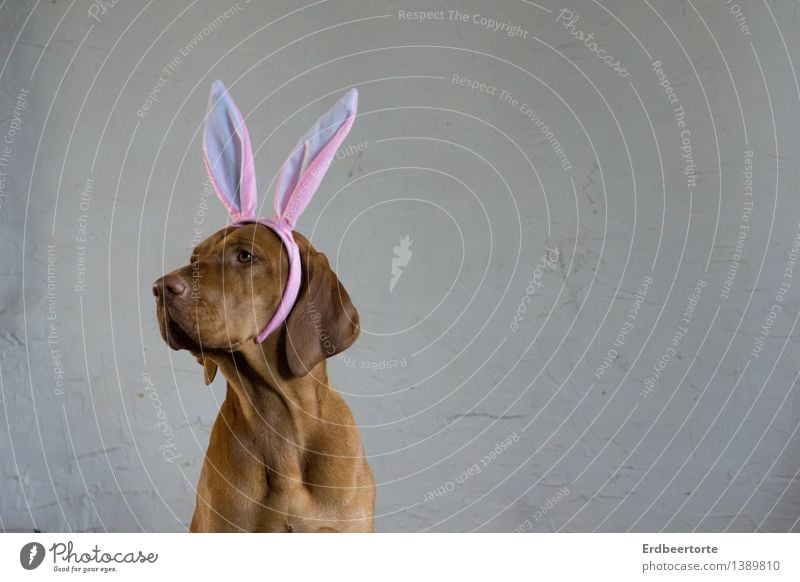 be all ears Carnival Easter Animal Pet 1 Funny Cute Brown Carnival costume Hare & Rabbit & Bunny Watchfulness Vizsla Colour photo Subdued colour Interior shot