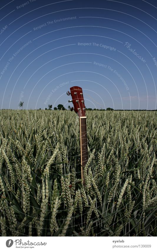 6-string weed Field Agriculture Mechanics Musical instrument string String instrument Rye Wheat Oats Millet Summer Horizon Beautiful weather Nutrition Plant