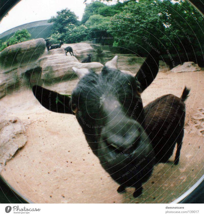 berta, the nanny-goat. Animal Pet Black Goats Antlers Mammal Lomography Wide angle Fisheye He-goat Barn Elapse Looking Looking into the camera Deserted