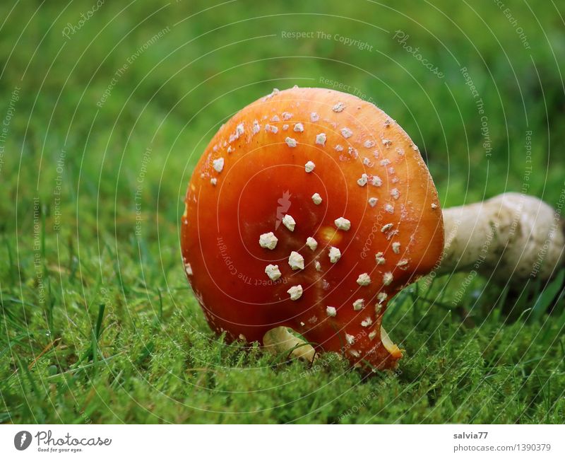 towards the end Environment Nature Animal Earth Autumn Moss Amanita mushroom Mushroom cap Meadow Lie To dry up Broken Illness Green Red White Perspective Death
