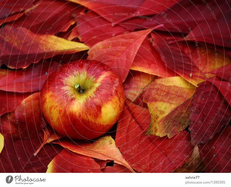 Well camouflaged Food Fruit Environment Nature Autumn Plant Leaf Autumnal colours Apple Fresh Healthy Good Delicious Natural New Positive Round Sweet Soft