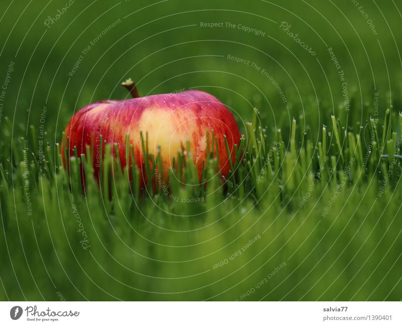 Apple in the grass Fruit Alternative medicine Healthy Eating Environment Animal Earth Autumn Plant Grass Foliage plant Meadow Illuminate Lie Firm Fresh Good