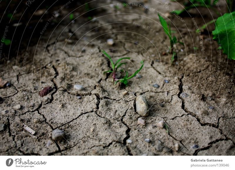 arid Colour photo Life Earth Sand Rain Grass Meadow Field Stone Growth Dry Brown Gray Green Red Hope Africa Earthquake Spacing Gap New start Maturing time