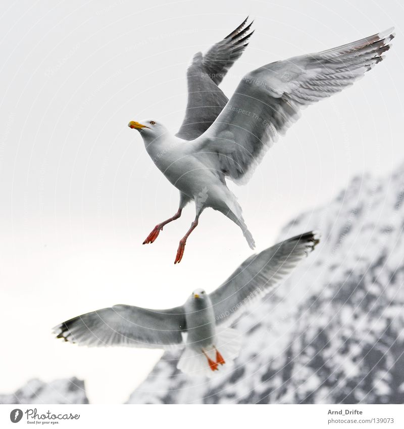 associates Norway Cold Ocean Seagull Arctic Ocean White Bird Mountain Ice Feather Fjord Flying Bright Sky Snow waterfowl