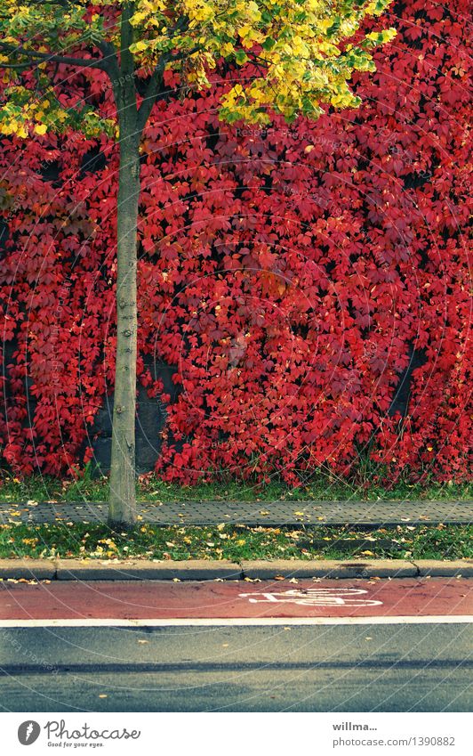 autumn triathlon Autumn Tree Virginia Creeper maiden vine Lime tree Autumnal colours Cycle path Footpath Traffic lane Yellow Red Colour photo Exterior shot