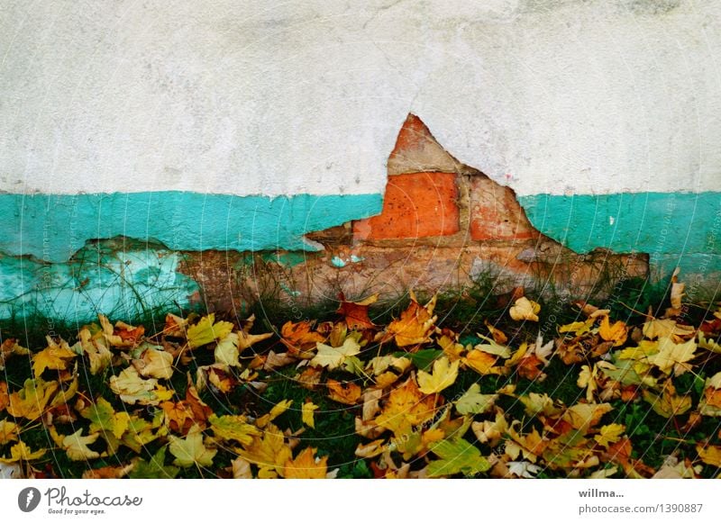 flaked off. Autumn Autumn leaves Leaf To leaf (through a book) Wall (barrier) Wall (building) Broken Derelict Flake off Rendered facade Brick facade Turquoise