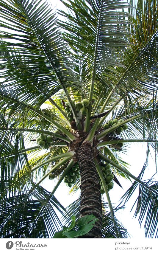 Palm & Coconut Palm tree Leaf Nut
