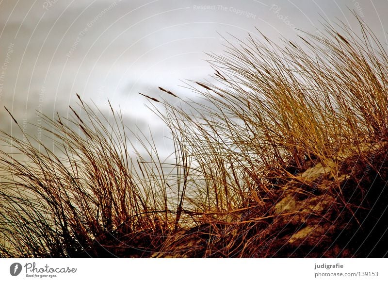 grass Grass Beach Coast Environment Clouds Bad weather Growth Plant Western Beach Darss Colour Sky Beach dune Sand Nature marram grass fischland-darß