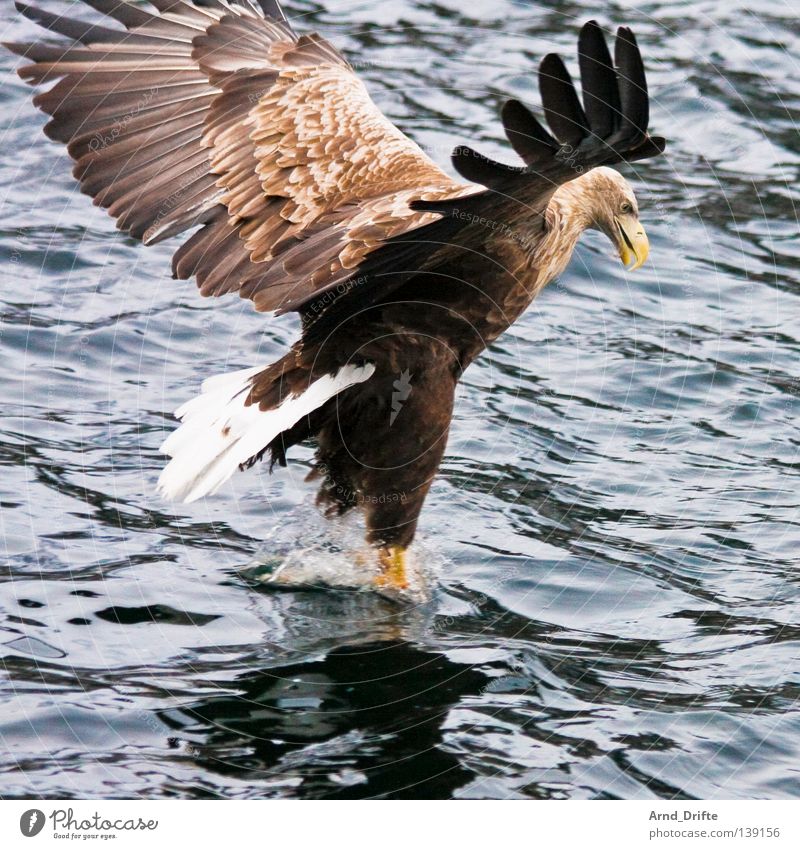 touchdown Norway Catch To feed Large Cold Coast Majestic Ocean Arctic Ocean Lake White-tailed eagle Bird Waves Eagle Feather Fjord Flying Aviation Bird of prey