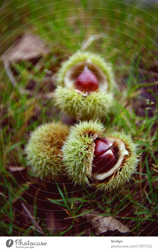 chestnuts Fruit Nutrition Organic produce Autumn Chestnut Sweet chestnut Seed head Autumn leaves Meadow Esthetic Delicious Natural Positive Thorny Brown Yellow