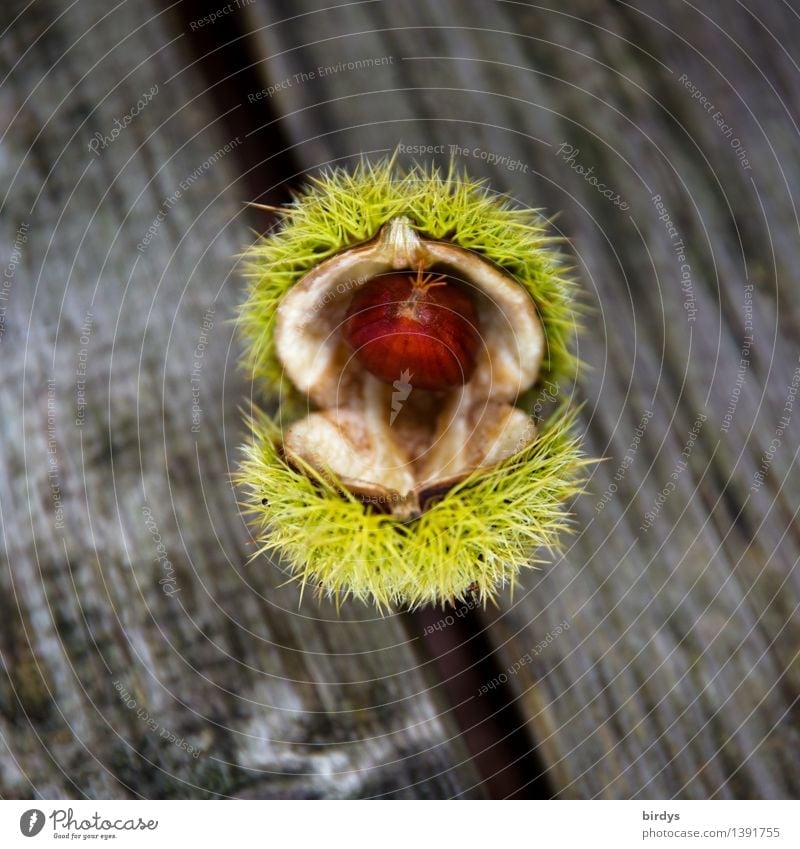 well-developed Food Fruit Sweet chestnut Seed head Nutrition Organic produce Plant Autumn Wild plant Wood Esthetic Natural Positive Thorny Brown Yellow Gray