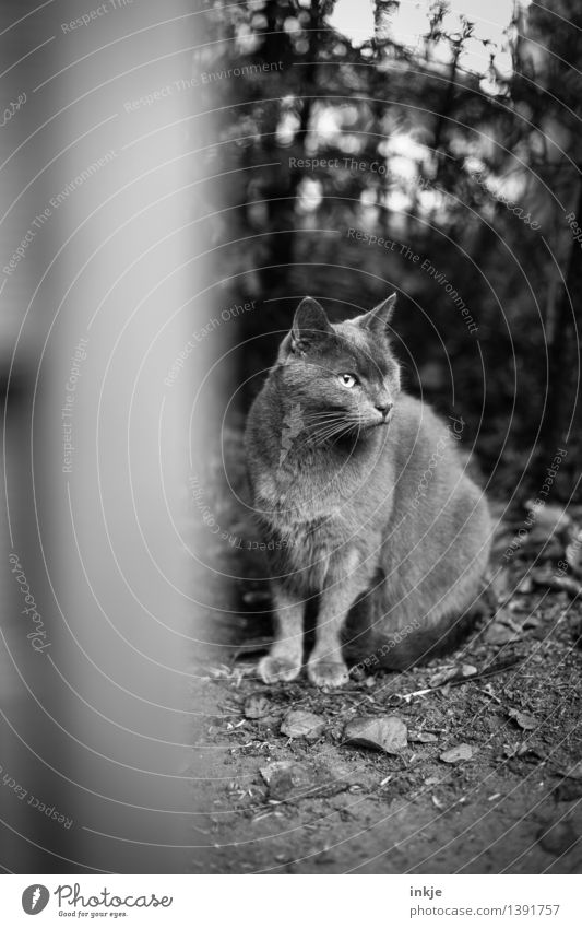 Woodeye be watchful Autumn Garden Animal Pet Cat Domestic cat 1 Crouch Looking Eyes Lack Animal face One-eyed Observe Black & white photo Exterior shot Deserted