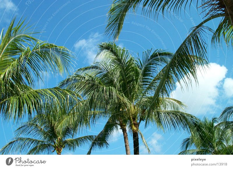 palm Palm tree Bali Sky
