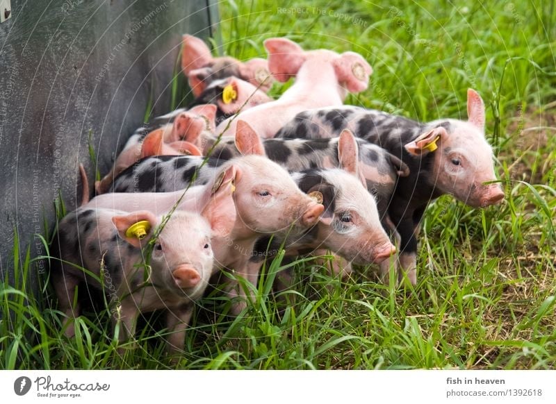 free-range piglets Agriculture Forestry Landscape Meadow Animal Farm animal Piglet Group of animals Herd Baby animal Playing Growth Happiness Cute
