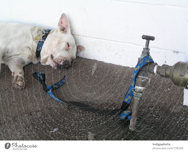 matter of principle Dog Resign Australia Hazard-free Mastiff Mammal Rope Freedom broken will indifferent darwin