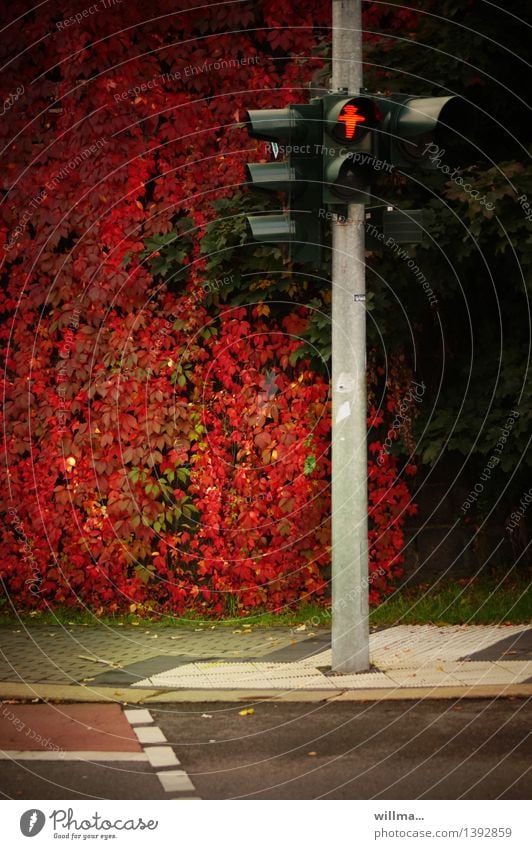 Traffic light in camouflage costume Autumn Leaf Street Sidewalk Pedestrian crossing Red Autumnal ampelmännchen Virginia Creeper Autumnal colours Colour photo