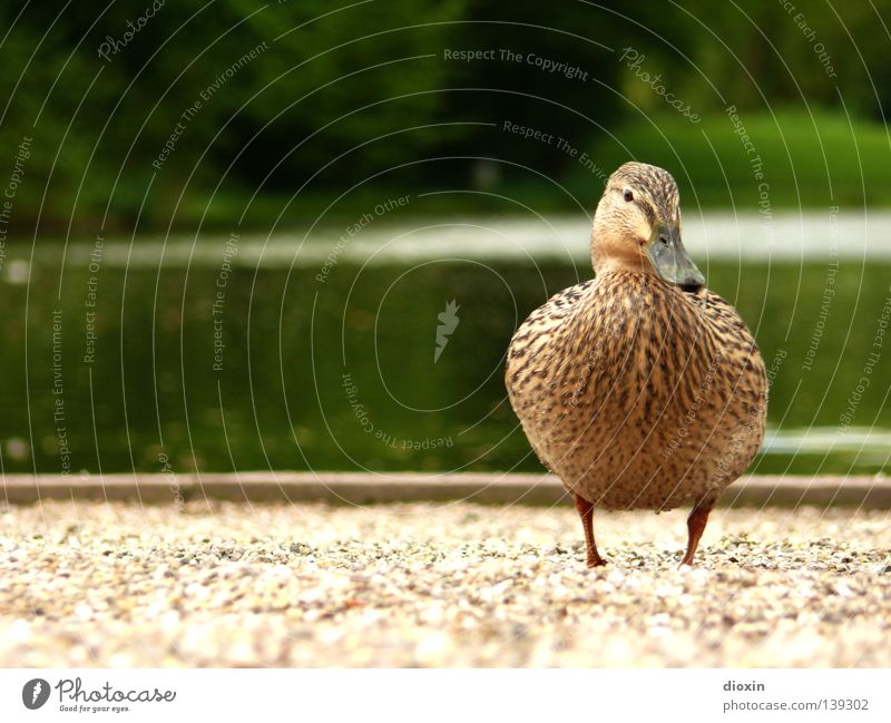 duckwalk Mallard Bird Lake Pond Gravel Domestic duck Squeak duck Downy feather Beak Drake Waddle Garden Park Duck anatinae waterfowl goose birds wild